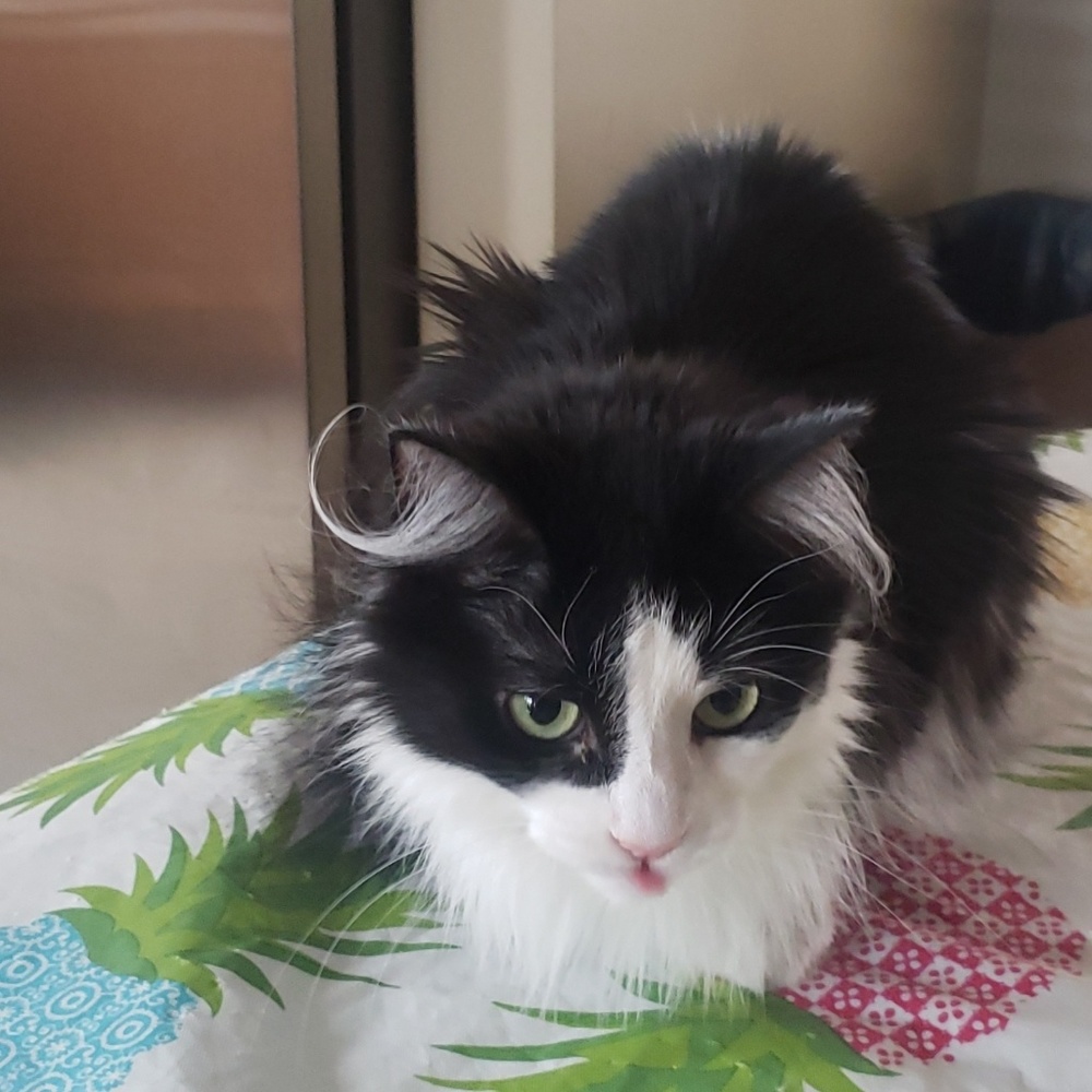 Meet your Posher, Kacey